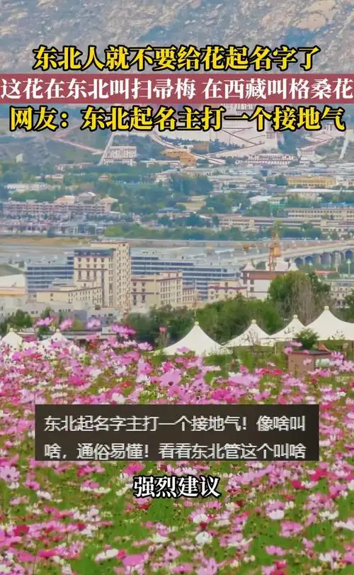 东北选手给英雄起绰号太魔性，LPL解说台差点笑场翻车